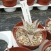 Succulent Tissue Culture Robert Wellens 11