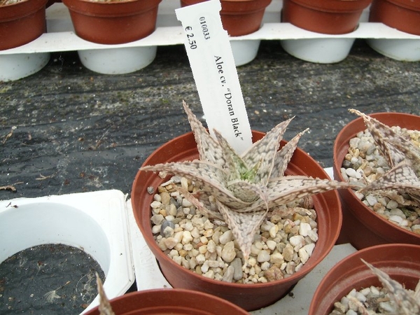 Succulent Tissue Culture Robert Wellens 11