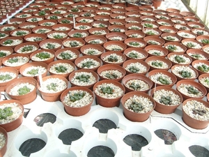 Succulent Tissue Culture Robert Wellens 12