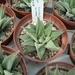 Succulent Tissue Culture Robert Wellens 13