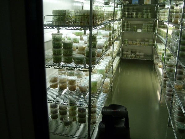 Succulent Tissue Culture Robert Wellens 14