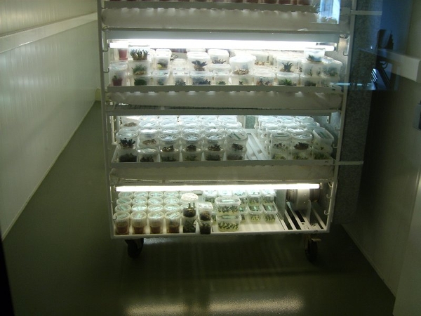 Succulent Tissue Culture Robert Wellens 16