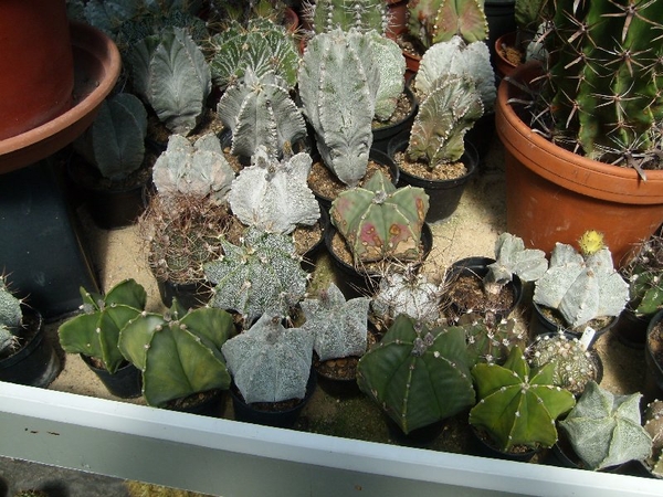 Herman Weezepoel in 's Heer Arenskerke