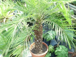 Herman Weezepoel 5
