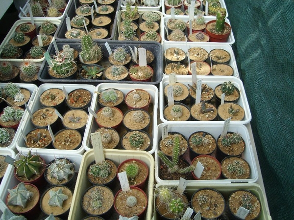 Bertus Spee in Borsele