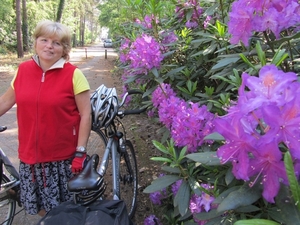 Rhododendron