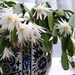 CACTUSSEN EN BLOEMEN 001