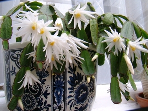 CACTUSSEN EN BLOEMEN 001