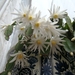 CACTUSSEN EN BLOEMEN 003