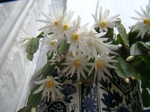 CACTUSSEN EN BLOEMEN 003