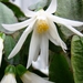 CACTUSSEN EN BLOEMEN 004