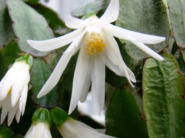 CACTUSSEN EN BLOEMEN 004