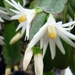 CACTUSSEN EN BLOEMEN 005