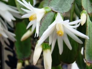 CACTUSSEN EN BLOEMEN 005