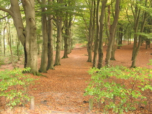 NS Herfst wandeling  Ommen naar Dalfsen (zie info)