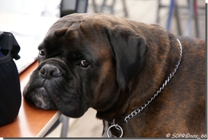 hond