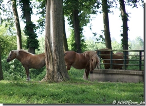 paarden