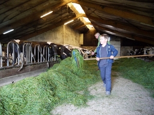 Kleinzoon, koe, boer, gras, koeien voeren