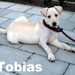tobias