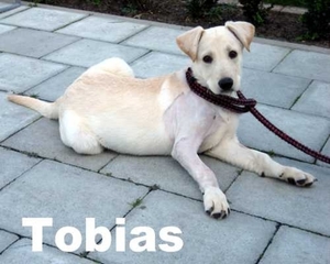 tobias