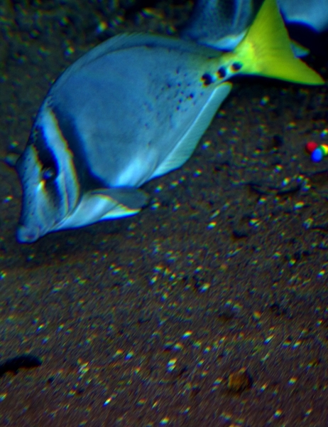 IMGP0239
