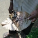 SriLanka(162)