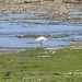 welke vogel is dit ?