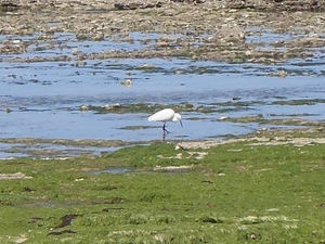 welke vogel is dit ?