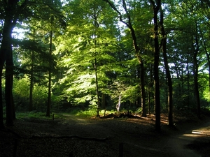 25 juli 2008 010
