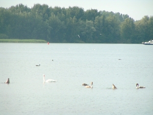 25 juli 2008 026