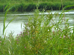 25 juli 2008 028