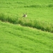 25 juli 2008 049