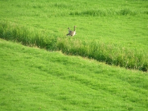 25 juli 2008 049