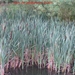 25 juli 2008 001