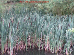 25 juli 2008 001