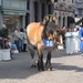 Hanswijkprocessie 2011 185