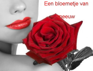 meeuw