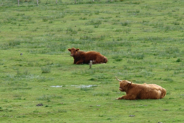 scotland 538