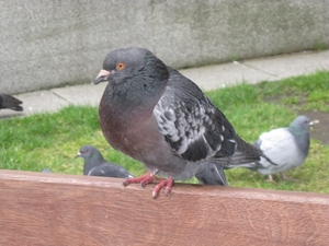 Schotland 2011 175