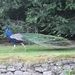 Schotland 2011 384