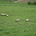 Schotland 2011 508