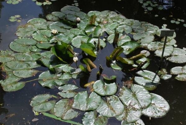 waterlelie
