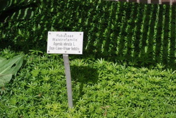 kruiden of planten ??