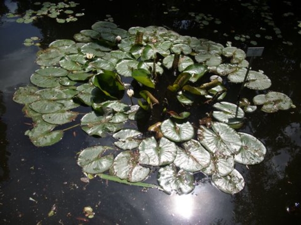 nog waterlelies