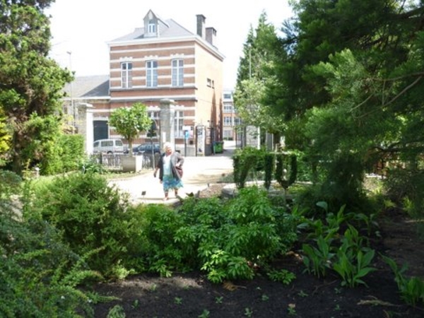 ons rijs in de verte