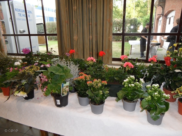 2011-05-11 KAV koffie (17)