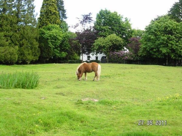 Cornwall-Devon  2011 062