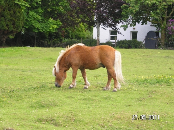 Cornwall-Devon  2011 063