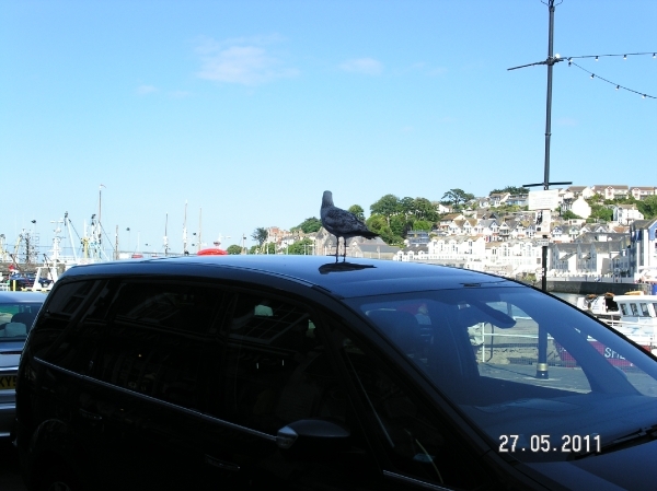 Cornwall-Devon  2011 116