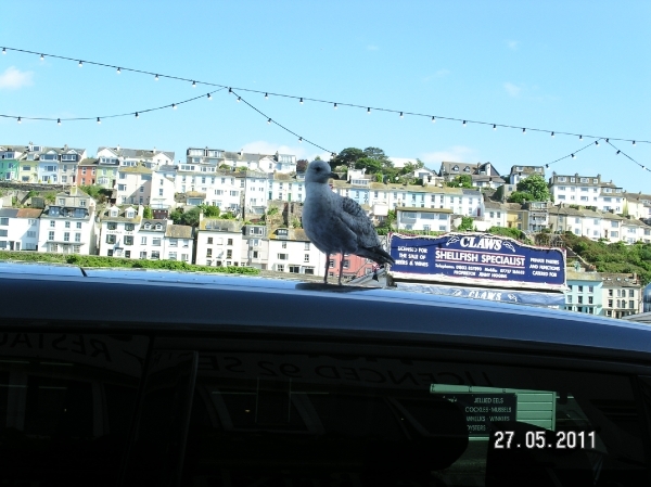 Cornwall-Devon  2011 117